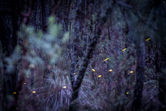 DESCUBRE LA ATMOSFERA MÁGICA DE LAS LUCIÉRNAGAS DESDE LA CIUDAD DE MEXICO